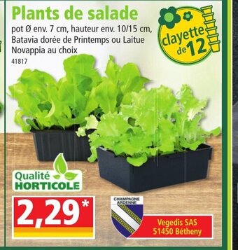 Norma Plants de Salade offre