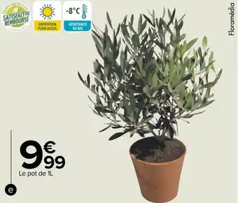 Carrefour Olivier de table offre