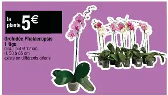 Orchidée phalaenopsis
