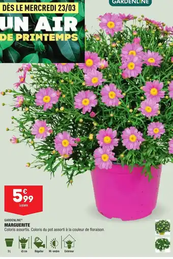 ALDI Marguerite offre