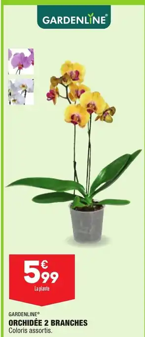 Orchidée 2 branches
