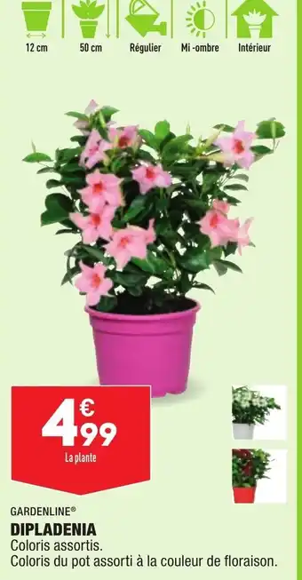 ALDI Dipladenia offre
