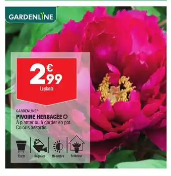 ALDI Pivoine Herbacèe offre