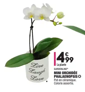 ALDI Mini orchidée phalaenopsis offre