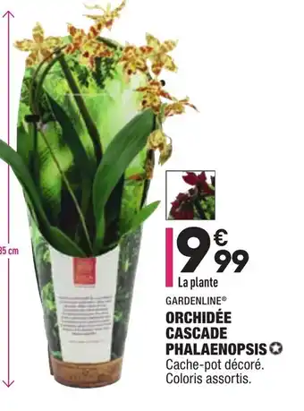 ALDI Orchidée cascade phalaenopsis offre