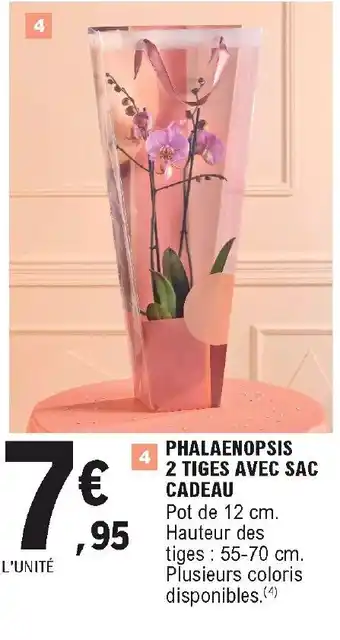 E.Leclerc Phalaenopsis 2 Tiges avec sac Cadeau offre