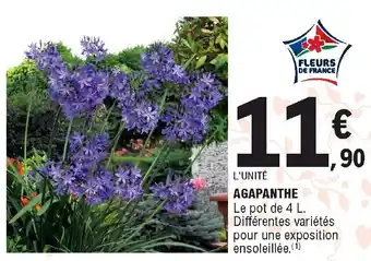 E.Leclerc Agapanthe offre
