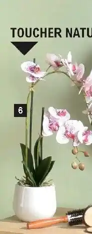 E.Leclerc Orchidée 2 Branches offre