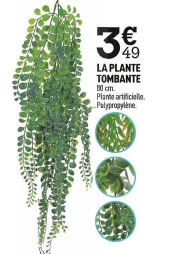 Centrakor La plante tombante offre