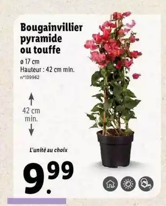 Lidl Bougainvillier Pyramide Ou Touffe offre