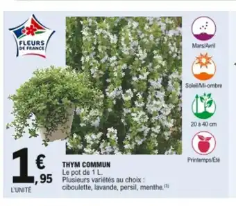 Thym Commun