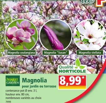 Norma Magnolia offre
