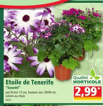 Norma Etoile de Tenerife offre