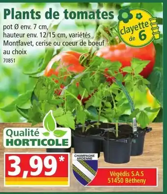 Plants de Tomates