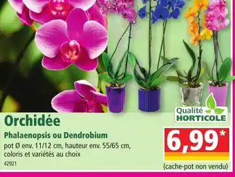 Norma Orchidée offre