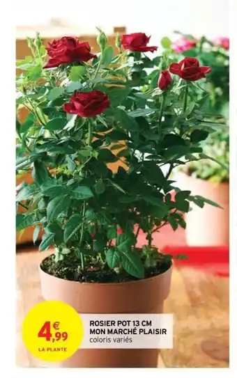 Intermarché Rosier Pot 13 Cm Mon Marché Plaisir offre