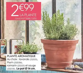 Truffaut Plante aromatique offre