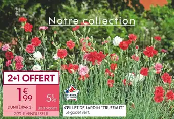 Œillet de jardin “truffaut”