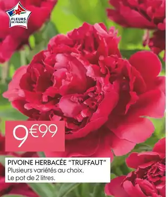 Truffaut pivoine herbacée