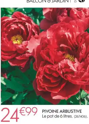 Pivoine arbustive