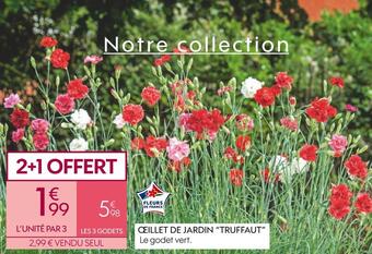 Truffaut Œillet de jardin “truffaut” offre