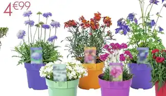 Truffaut Plante vivace de printemps offre