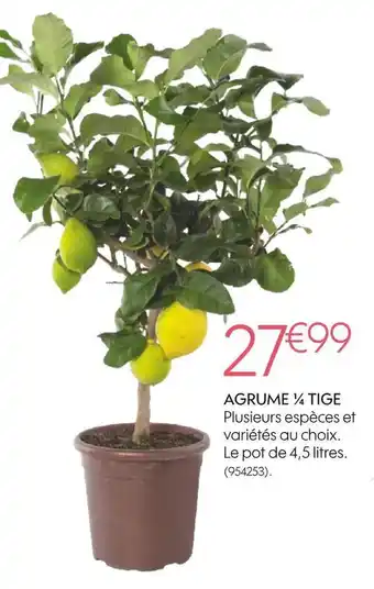 Truffaut Agrume ¼ tige offre