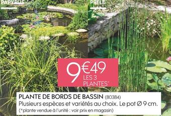 Truffaut Plante de bords de bassin offre