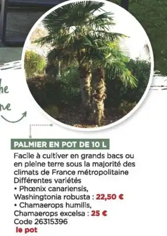 Palmier en pot de 10 L