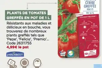 Plants de tomates greffés en pot de 1 l