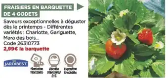 Fraisiers en barquette de 4 godets