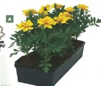 Bricomarché Plantes fleuries en barquette de 6 godets de 7 cm offre