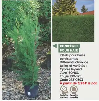 Conifères pour haie