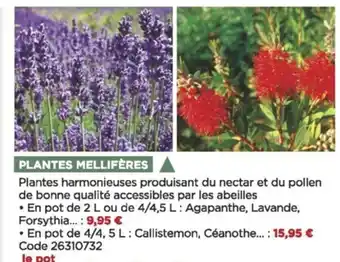 Bricomarché Plantes mellifères offre