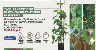 Bricomarché Plantes grimpantes et grimpantes fruitières en pot de 3 l offre