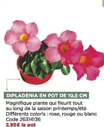 Bricomarché Dipladenia en pot de 10.5 cm offre