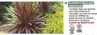 Bricomarché Plantes À feuillage fraphique offre