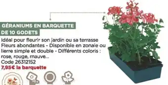Bricomarché Gèraniums en barquette de 10 godets offre