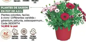 Bricomarché Plantes de saison en pot de 4.5 l offre