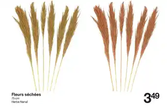 Fleurs Séchées