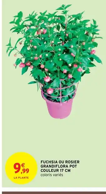 Intermarché Hyper Fuchsia Ou Rosier offre