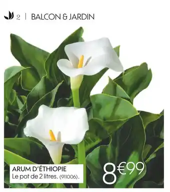 Arum dâĂ©thiopie