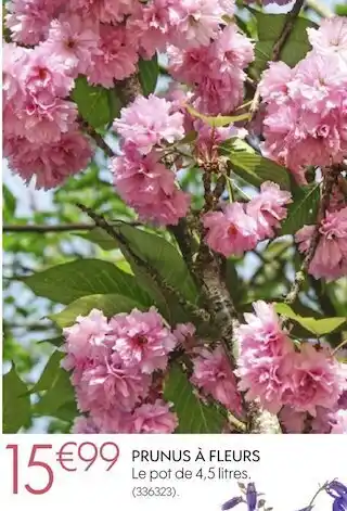 Truffaut Prunus à fleurs offre