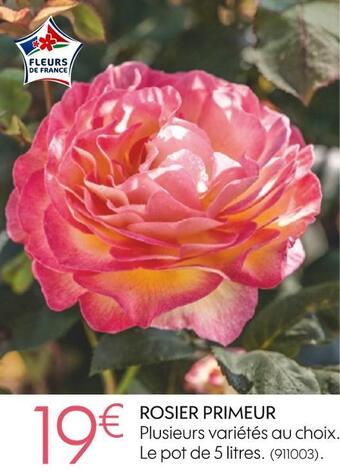 Rosier primeur