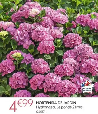 Truffaut Hortensia de jardin offre