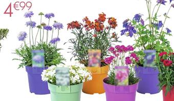 Truffaut Plante vivace de printemps offre
