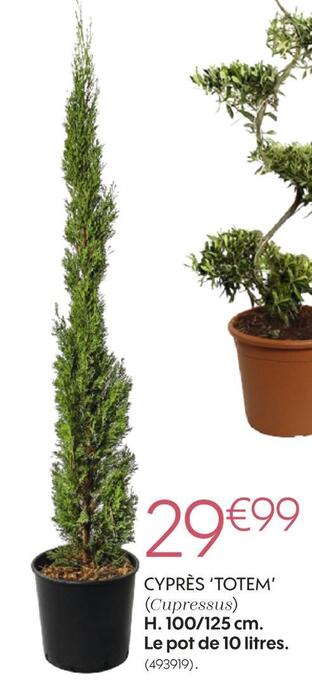 Cyprès totem