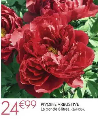 Truffaut Pivoine arbustive offre