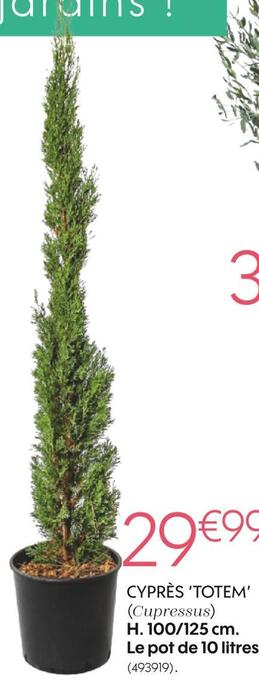 Cyprès ‘totem’ (cupressus)