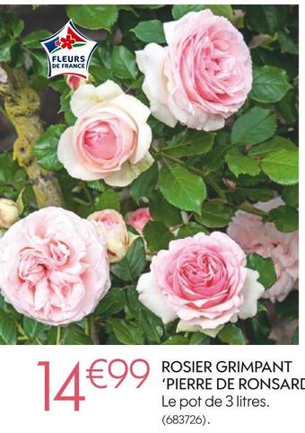 Truffaut Rosier grimpant pierre de ronsard offre